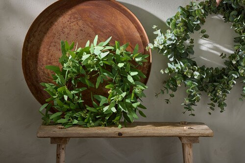 Eucalyptus krans