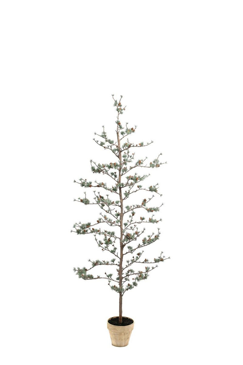 Lærketræ 180 cm